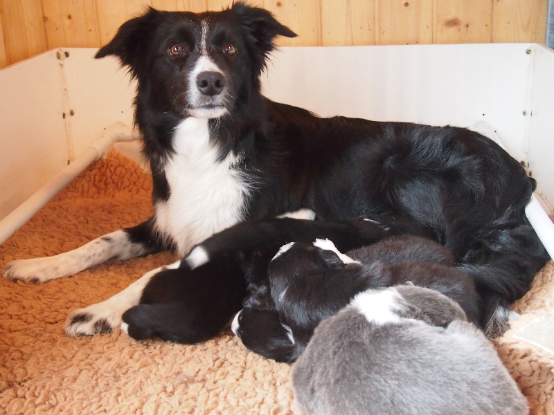 Des Bergers Du Gevaudan - Border Collie - Portée née le 08/02/2012