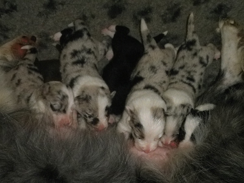 Chiot Border Collie Des Bergers Du Gevaudan